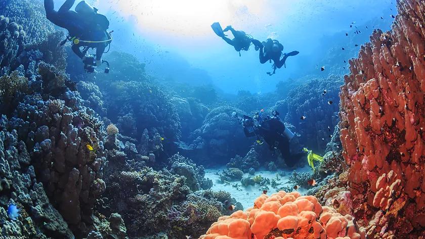 Коралловый риф, Египет